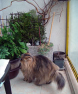 Kristnka na balkon