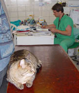 Mourek u dr.Skcela