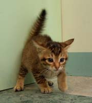 ofie