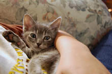 ofie