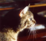 ofie