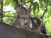 ofie