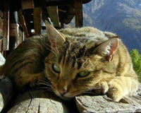 ofie