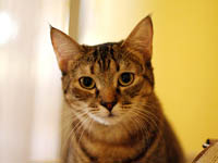 ofie