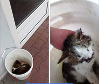 HVZDIKA V KBELKU PED VET. ORDINAC