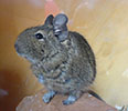 osmk degu Pan ooo