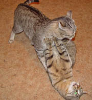 Rohoka