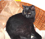 Tlapika
