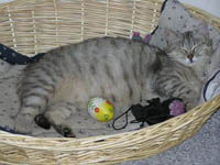Sofi ped porodem