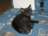 Fredy
