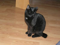 Fredy