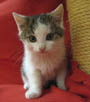  Leon