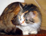Mourenka