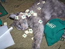 Fazolka a scrabble