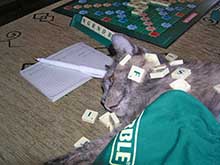 Fazolka a scrabble