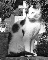  Duiky