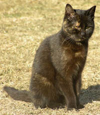 Blackie
