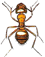 Faraon