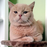 Fredy