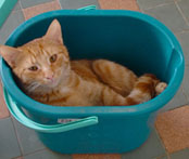 Garfield