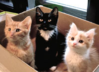 Garfield, Wilk, Suzy v krabici