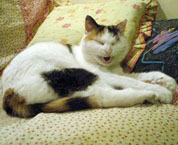 Pepika