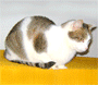 B�linka-�ikov