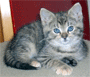 Ad�lka a Ag�tka