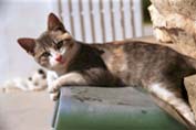 http://www.sobi.org/photos/Cat/Tunis/kitten/Kitten_026.jpg