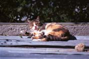 http://www.sobi.org/photos/Cat/Tunis/Roof_005.jpg