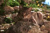 http://www.sobi.org/photos/Cat/Tunis/Cammoflagued_005.jpg