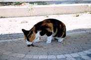 http://www.pbase.com/corrina/image/40649980